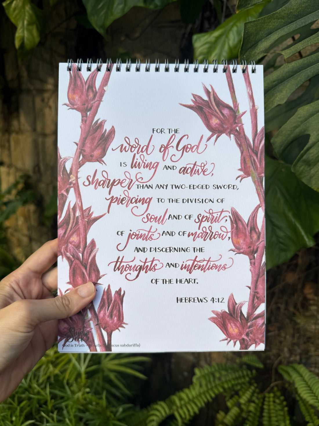 Roselle botanical illustration inspired by Hebrews 4:12 about God’s truth